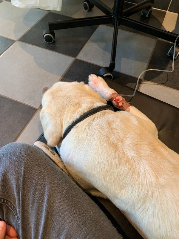 Supervision hos Susanne Holm - følelsesmæssig læring til dyrlæger