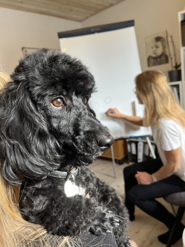 Dyreassisteret terapi med hunden Alberte